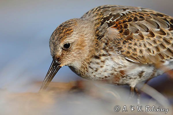 Biegus zmienny, Calidris alpina