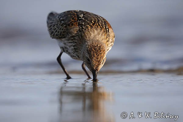 Biegus zmienny, Calidris alpina