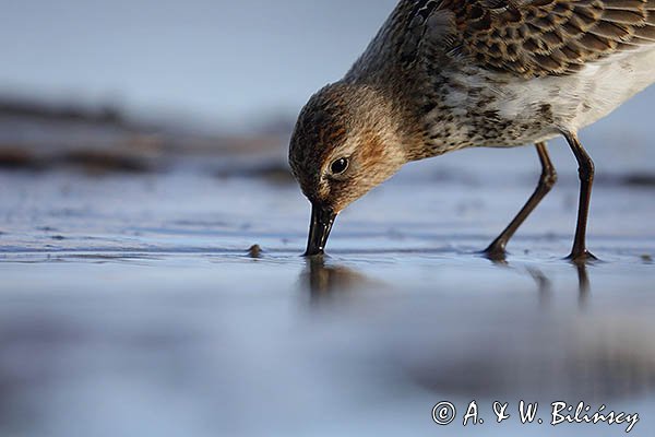 Biegus zmienny, Calidris alpina