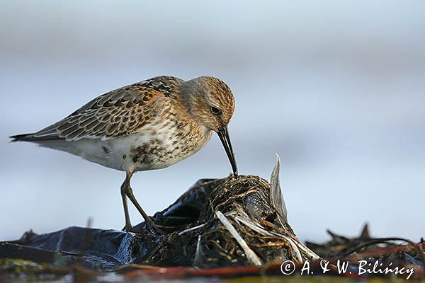 Biegus zmienny, Calidris alpina