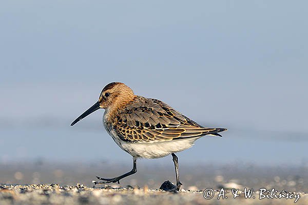 Biegus zmienny, Calidris alpina