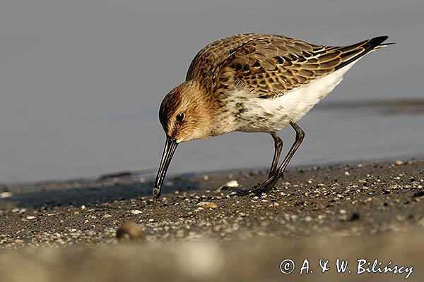 Biegus zmienny, Calidris alpina
