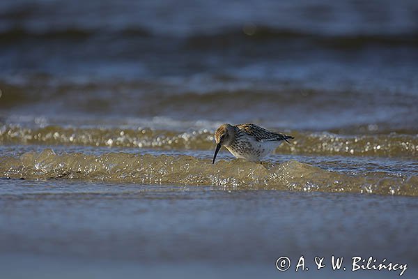 Biegus zmienny, Calidris alpina