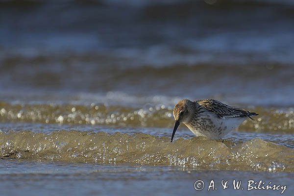 Biegus zmienny, Calidris alpina