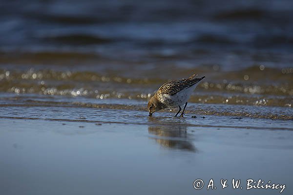 Biegus zmienny, Calidris alpina