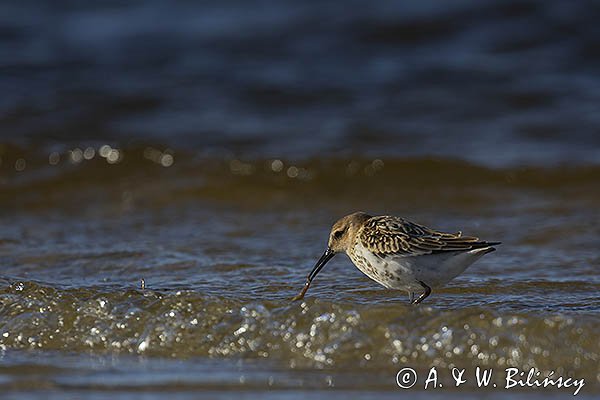 Biegus zmienny, Calidris alpina