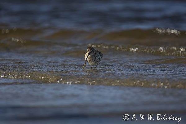 Biegus zmienny, Calidris alpina