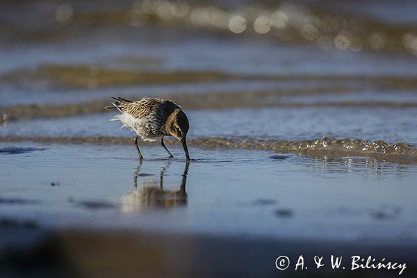 Biegus zmienny, Calidris alpina
