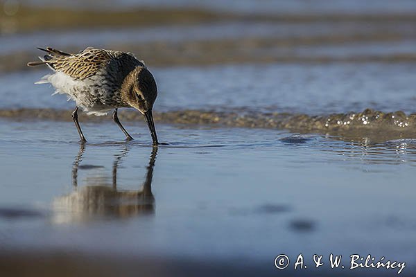 Biegus zmienny, Calidris alpina