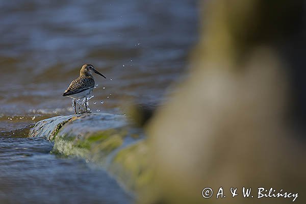 Biegus zmienny, Calidris alpina