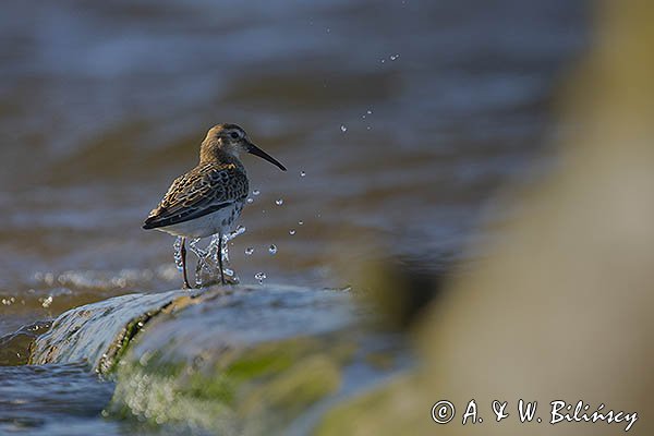 Biegus zmienny, Calidris alpina