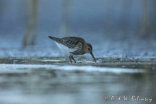 Biegus zmienny, Calidris alpina