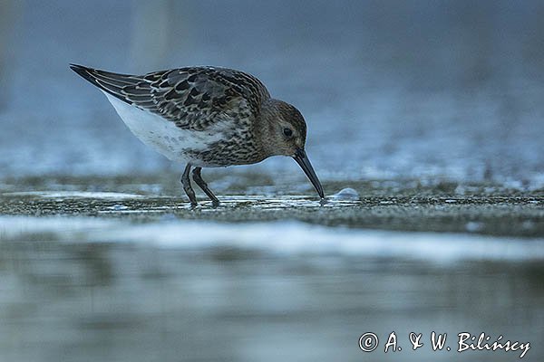 Biegus zmienny, Calidris alpina