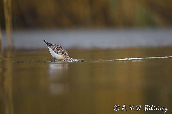 Biegus zmienny, Calidris alpina