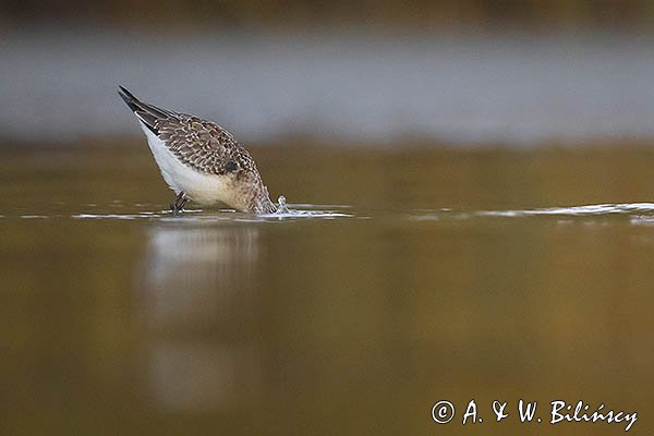 Biegus zmienny, Calidris alpina