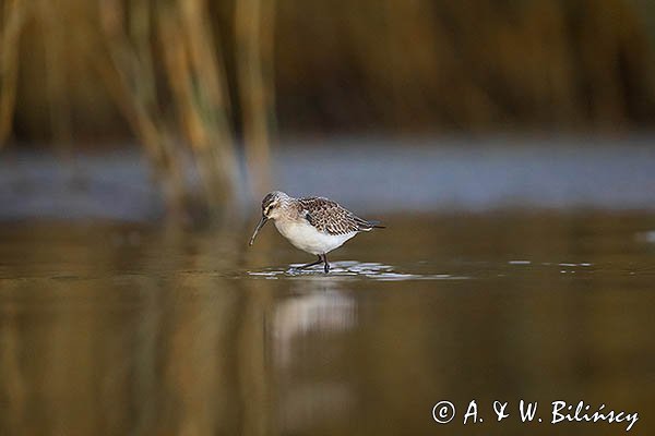 Biegus zmienny, Calidris alpina