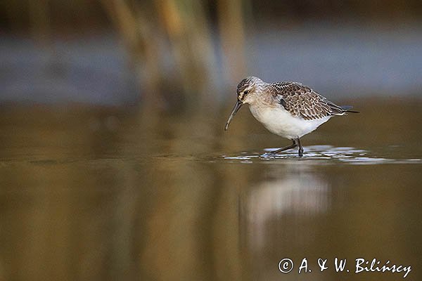 Biegus zmienny, Calidris alpina