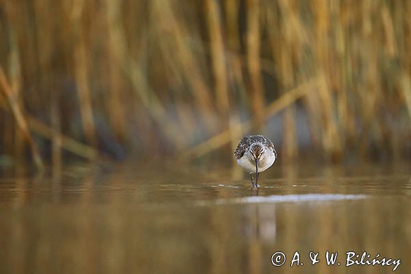 Biegus zmienny, Calidris alpina