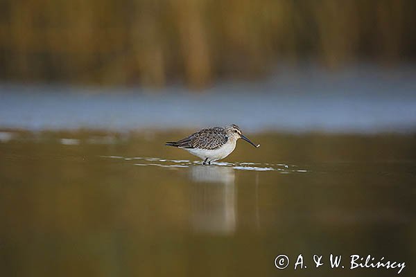 Biegus zmienny, Calidris alpina