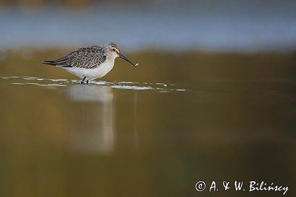 Biegus zmienny, Calidris alpina