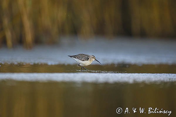 Biegus zmienny, Calidris alpina