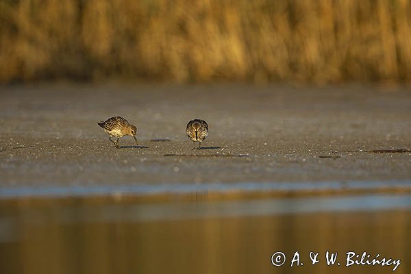 Biegus zmienny, Calidris alpina
