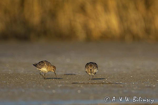 Biegus zmienny, Calidris alpina