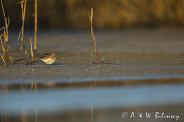 Biegus zmienny, Calidris alpina