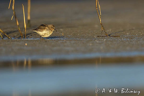 Biegus zmienny, Calidris alpina
