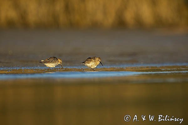 Biegus zmienny, Calidris alpina