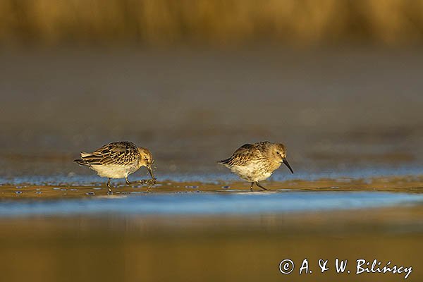 Biegus zmienny, Calidris alpina