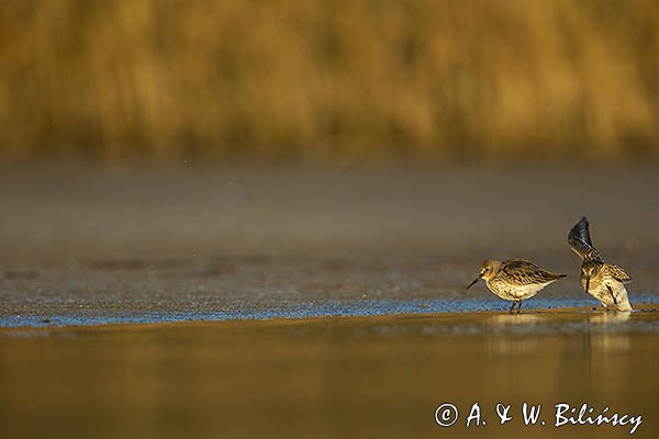 Biegus zmienny, Calidris alpina