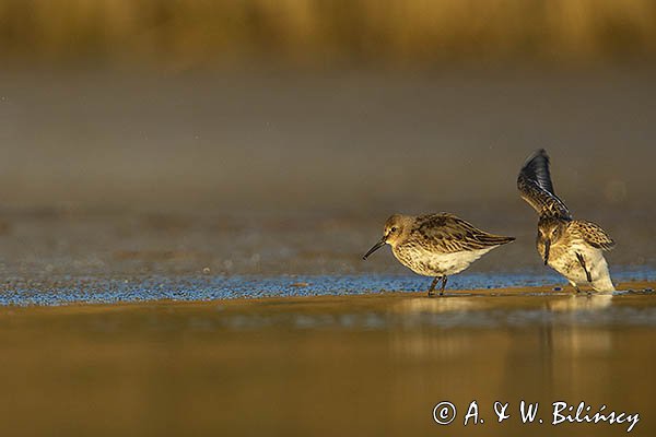 Biegus zmienny, Calidris alpina