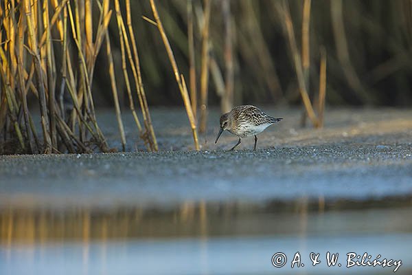 Biegus zmienny, Calidris alpina