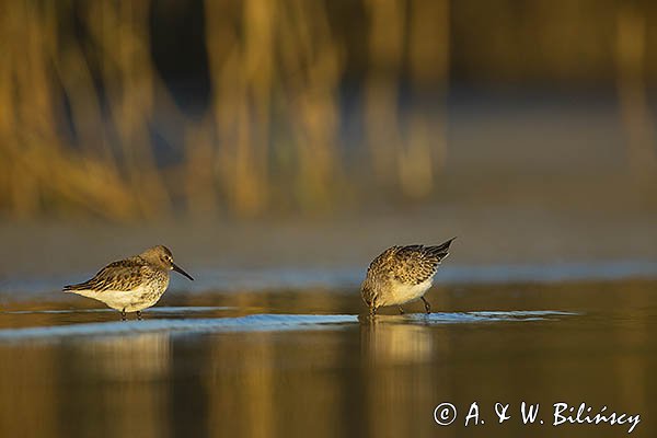 Biegus zmienny, Calidris alpina