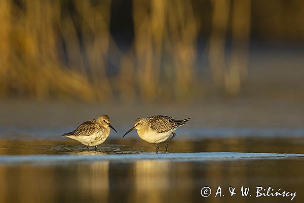 Biegus zmienny, Calidris alpina