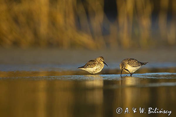 Biegus zmienny, Calidris alpina