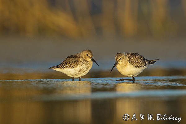 Biegus zmienny, Calidris alpina