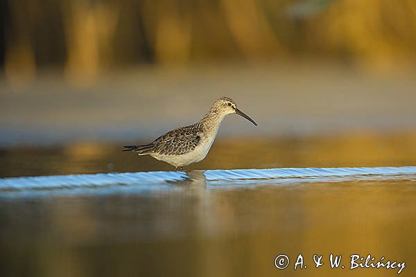 Biegus zmienny, Calidris alpina