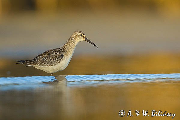 Biegus zmienny, Calidris alpina