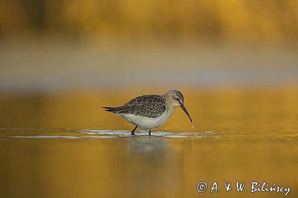 Biegus zmienny, Calidris alpina
