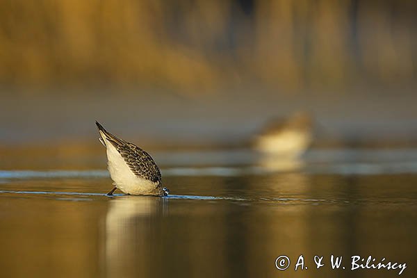 Biegus zmienny, Calidris alpina