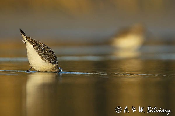 Biegus zmienny, Calidris alpina