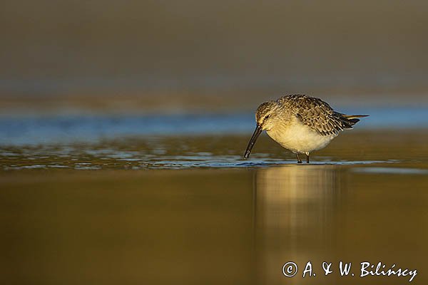 Biegus zmienny, Calidris alpina