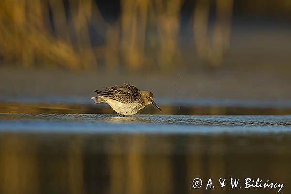 Biegus zmienny, Calidris alpina