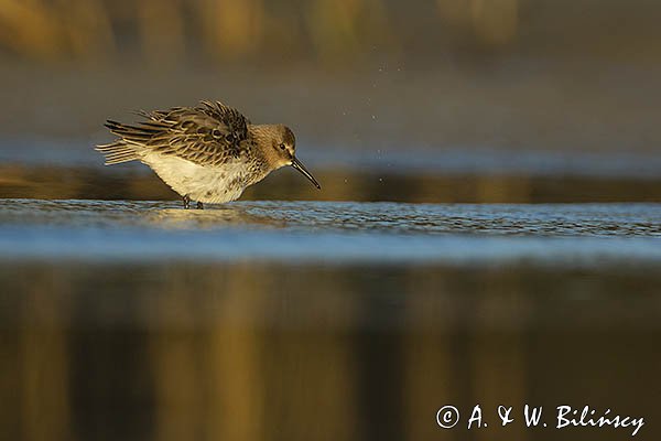 Biegus zmienny, Calidris alpina