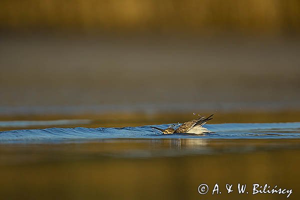 Biegus zmienny, Calidris alpina