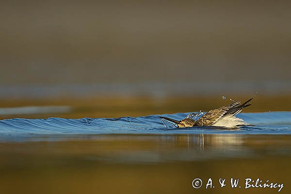 Biegus zmienny, Calidris alpina