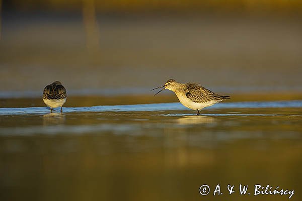 Biegus zmienny, Calidris alpina