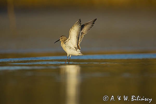 Biegus zmienny, Calidris alpina